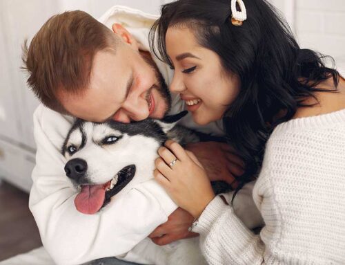 ¿Sabías que Existe un Producto para Recuperar las Células Madre en Mascotas?