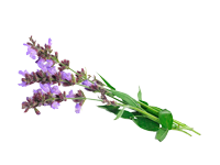 Aceite esencial de salvia esclarea