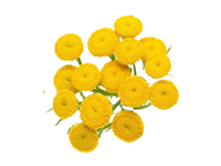 Aceite esencial de tanaceto azul